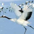 Red-Crowned Crane Hokkaido Japan Wallpaper 1680x1050[10wallpaper.com]
